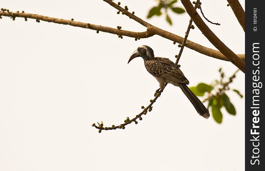 An African Grey Hornbill holds precariously on an unstable branch at a Gambian Forest. An African Grey Hornbill holds precariously on an unstable branch at a Gambian Forest.