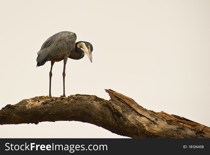 A Black-headed Heron On A Log