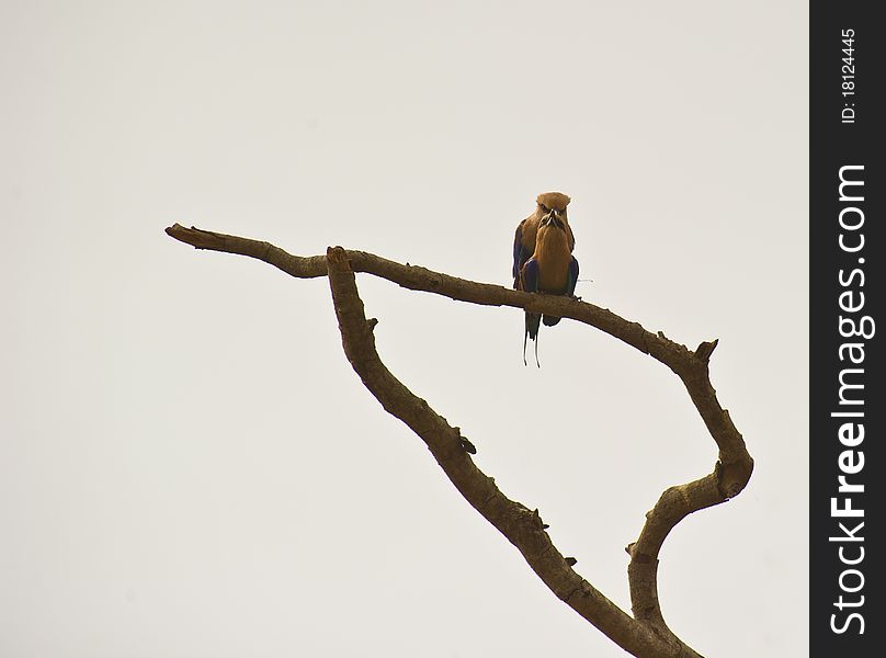 A couple of the Blue-Bellied Roller uses a dry branch in the Gambian wilderness to come together. A couple of the Blue-Bellied Roller uses a dry branch in the Gambian wilderness to come together.