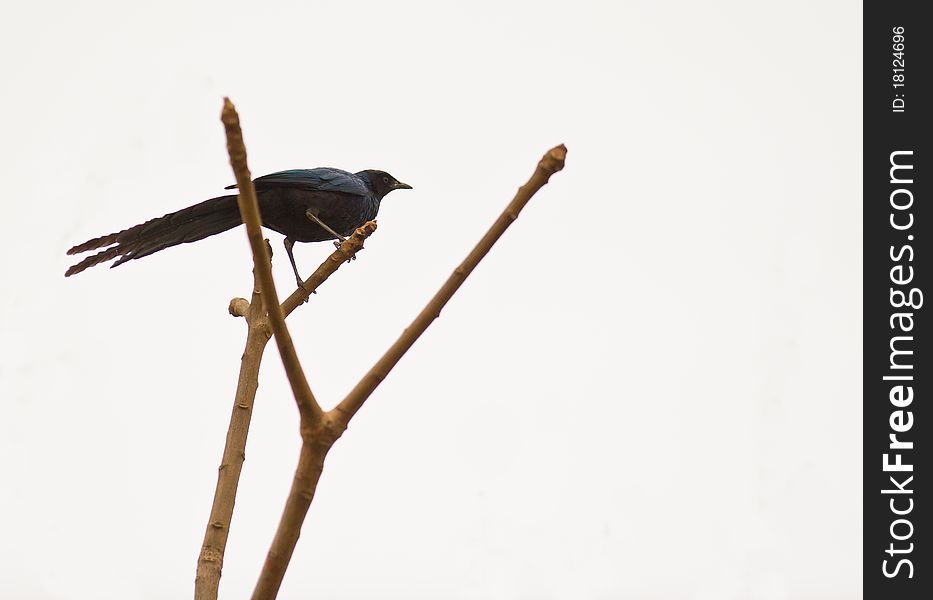 A Long-tailed Glossy Starling