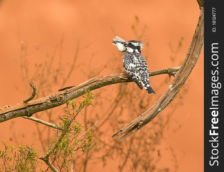 A Pied Kingfisher has caught a fish of considerable size. A Pied Kingfisher has caught a fish of considerable size.