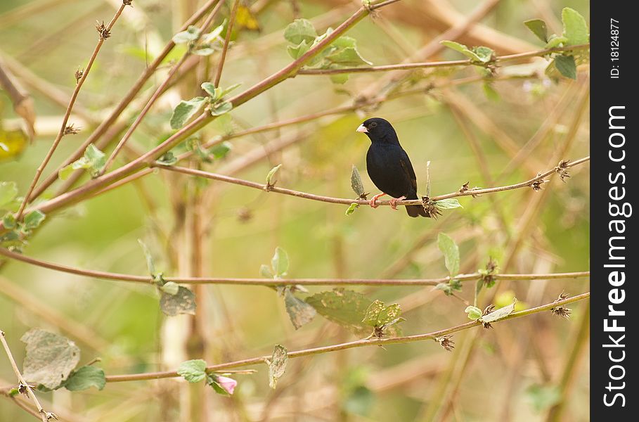The plain black plumage of the Village Indigobird results in a strong contrast to the light green vegetation around him. The plain black plumage of the Village Indigobird results in a strong contrast to the light green vegetation around him.