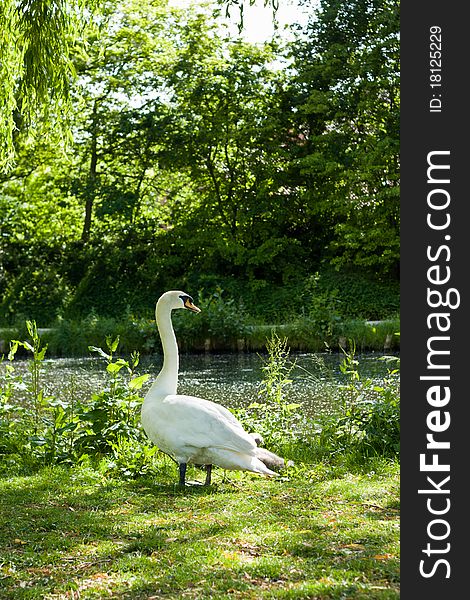 Swan standing on green grass next to a river