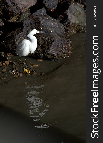 Snowy Egret foraging in the rocks at low tide, Bodega Bay, California. His broken image reflected in the rippling water below.