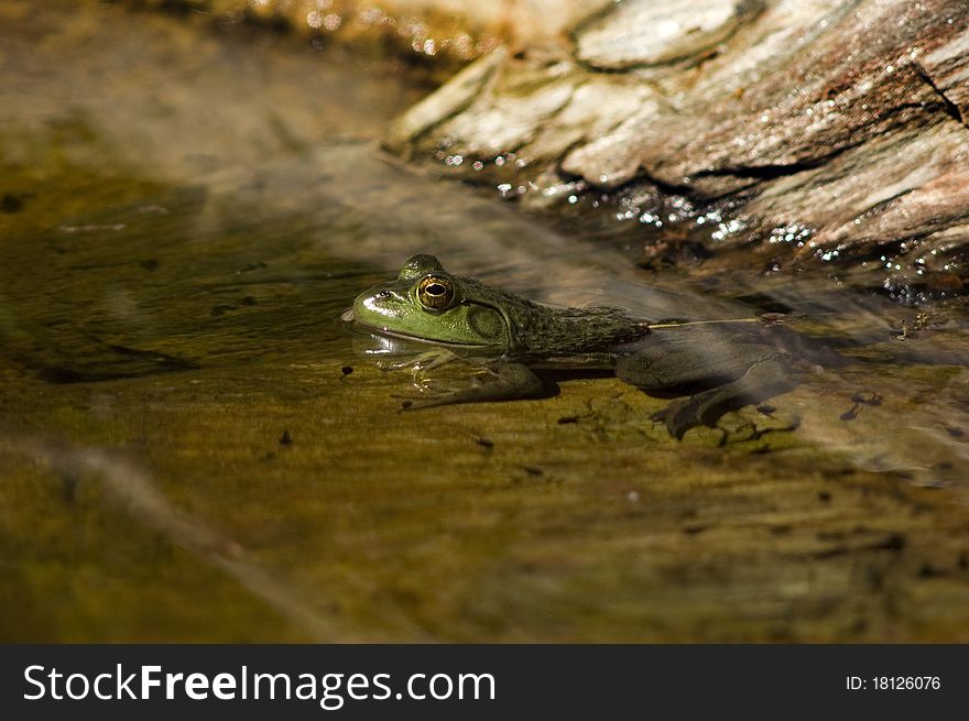 Green Bullfrog with Tadpoles swimming Nearby. Green Bullfrog with Tadpoles swimming Nearby.