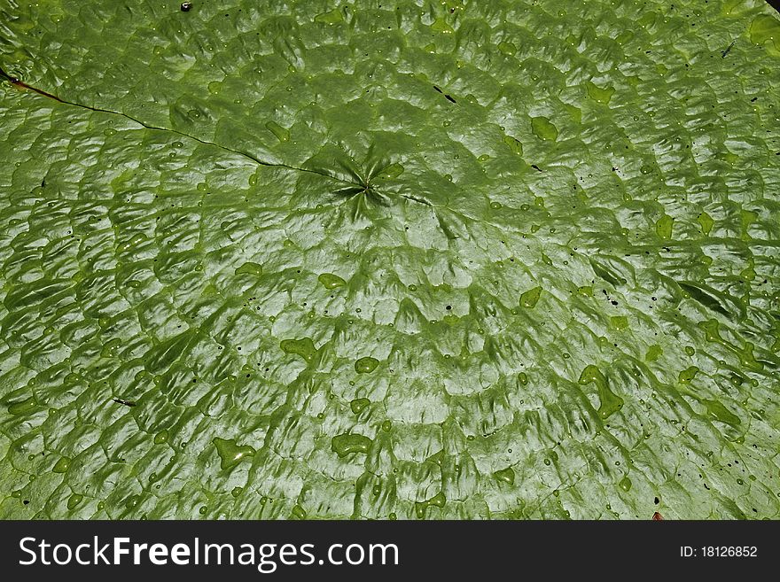 Green leaf lotus texture and background