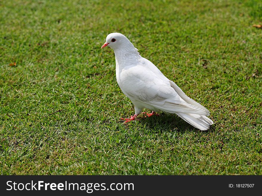 White pigeon on green grass