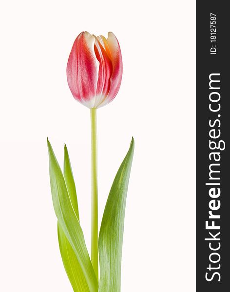 One tulip isolated over white background