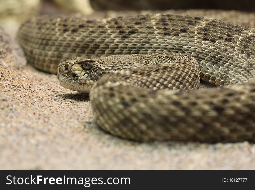 A close-up picture of a rattlesnake at the zoo.