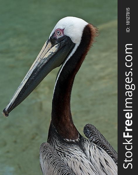 Pelican