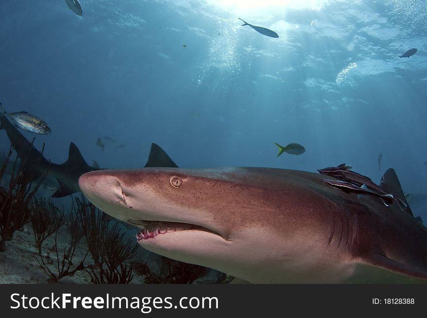 A lemon shark comes in for a closer look.