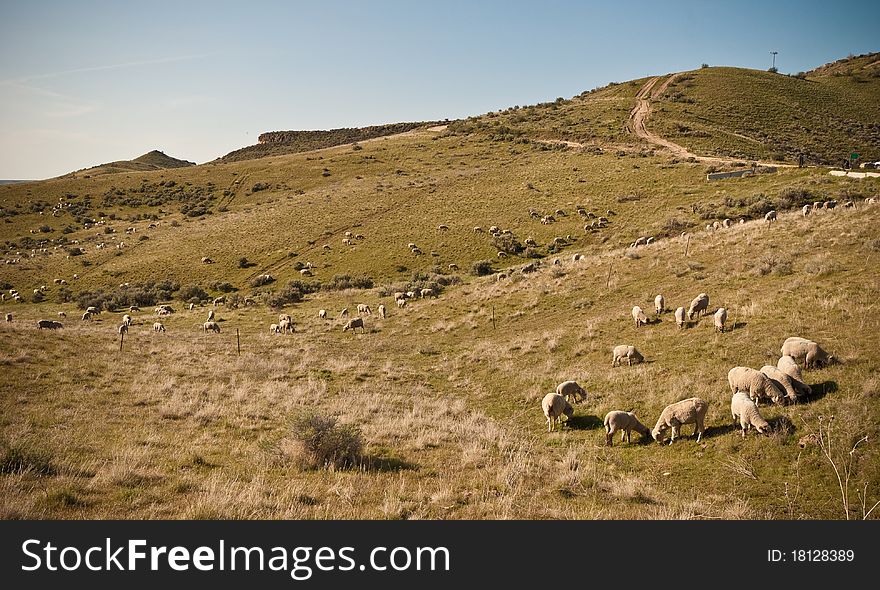 A huge herd of sheep in the foothills outside of Boise, Idaho