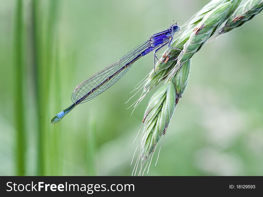 Blue Tailed Damselfly on Long Stemmed Grass