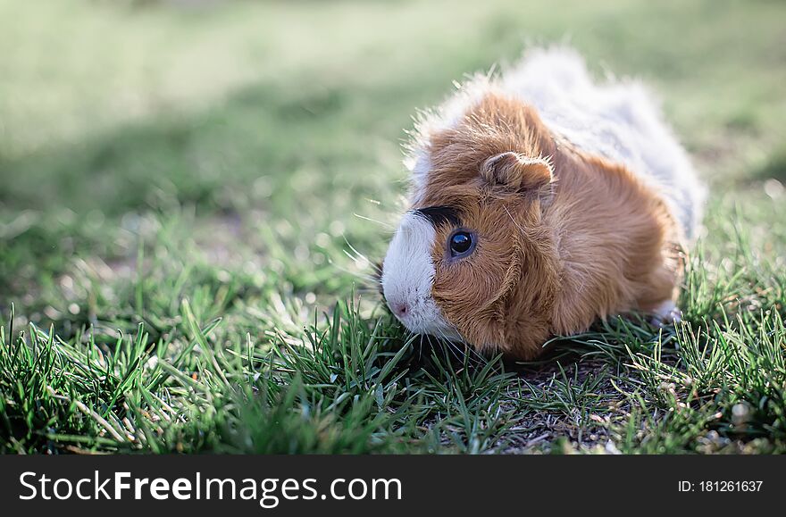 Guinea pig in green grass. Fresh greens in pet nutrition. Tinted. place for text. Copy space