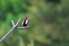White Throated Kingfisher Stock Photos White Throated Kingfisher Stock Photos