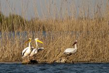 White Pelicans In Danube Delta Royalty Free Stock Photos
