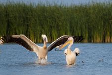 Great White Pelicans Stock Photos Great White Pelicans Stock Photos