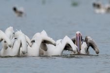 Great White Pelicans Stock Image Great White Pelicans Stock Image