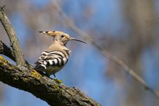 Hoopoe On A Tree Royalty Free Stock Photo Hoopoe On A Tree Royalty Free Stock Photo