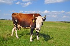 Cow On A Summer Pasture Royalty Free Stock Images