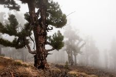 Forest In The Clouds, La Palma, Canary Islands Stock Image Forest In The Clouds, La Palma, Canary Islands Stock Image
