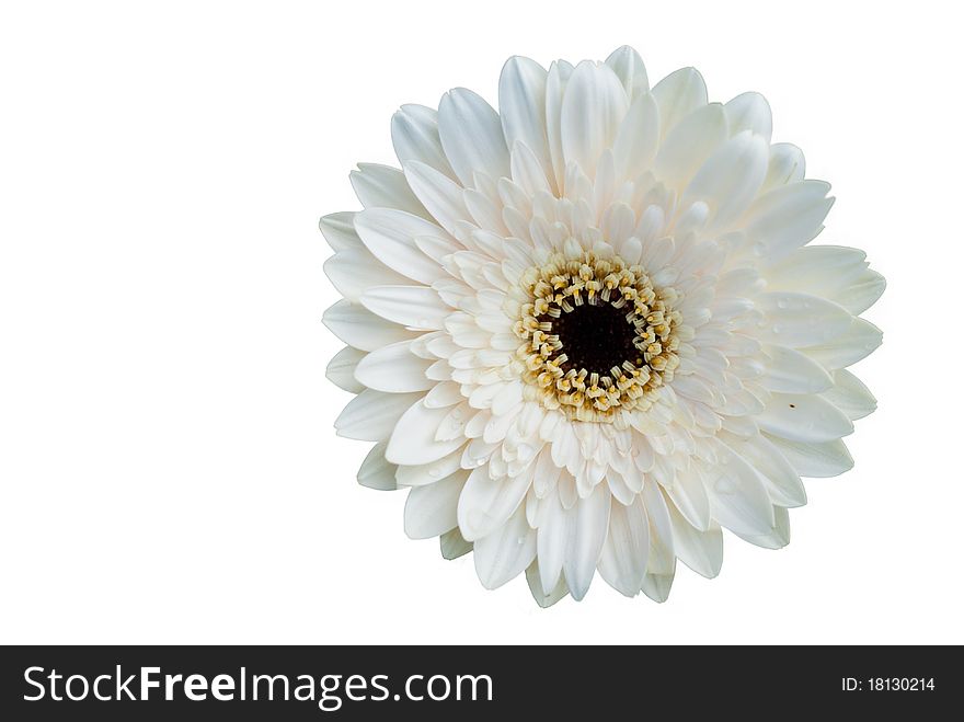 Single White Flower Onwhite