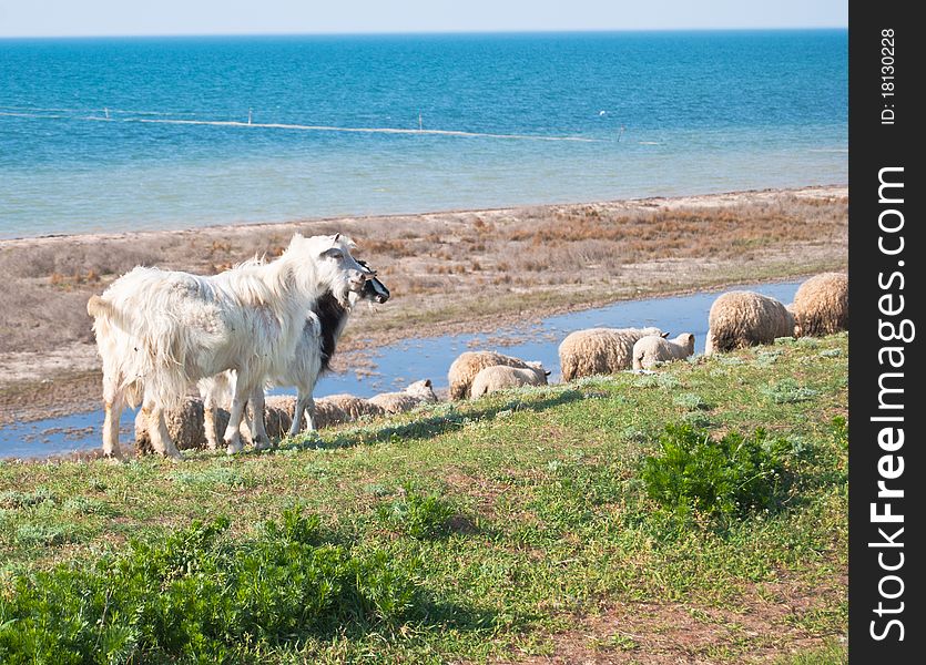 Sheep and white goats grazing in a meadow near the sea coast. Sheep and white goats grazing in a meadow near the sea coast