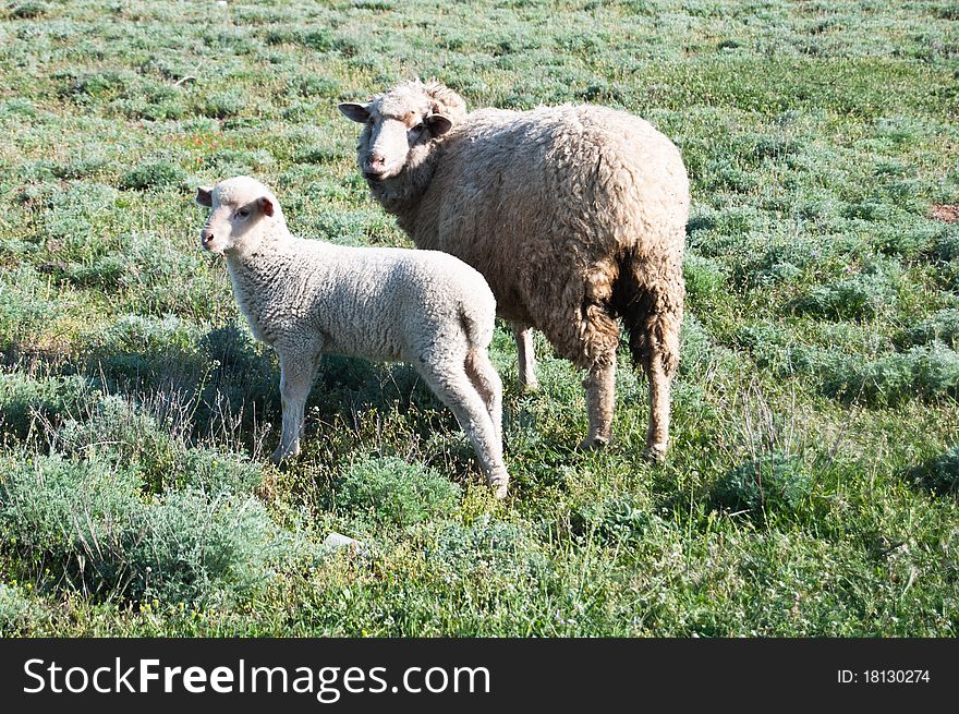 Sheep and a lamb in a meadow