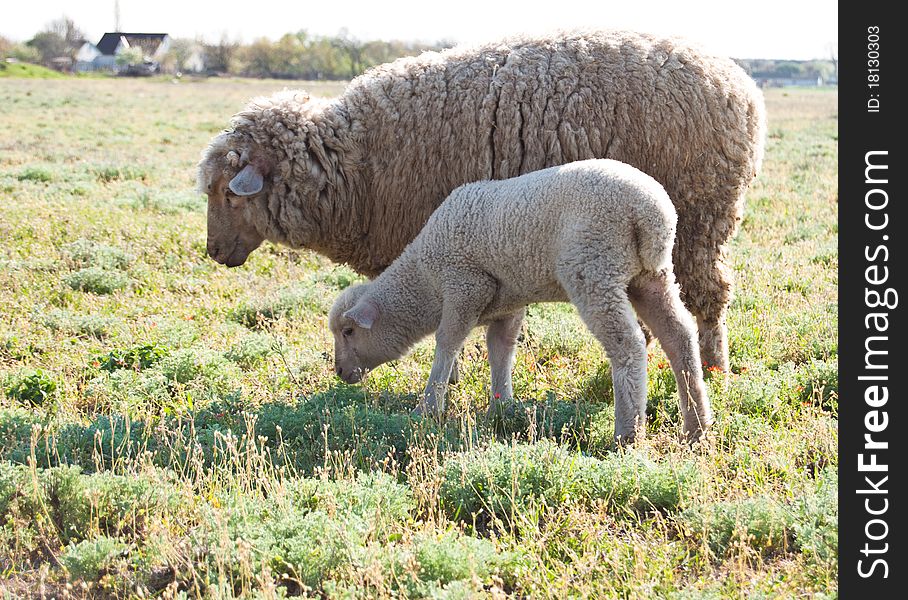 Sheep and a lamb grazing in a meadow. Sheep and a lamb grazing in a meadow