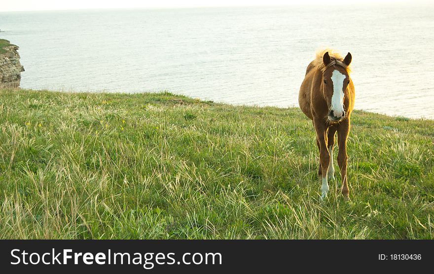 Horse pasturing in the meadow at the sea coastline. Horse pasturing in the meadow at the sea coastline