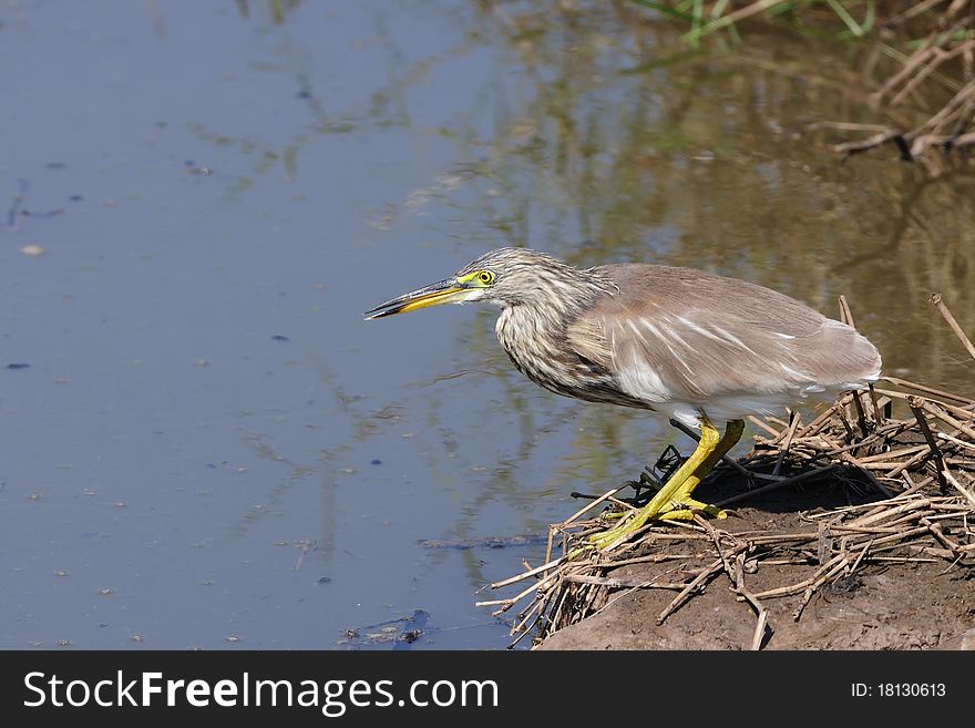 Pond Heron