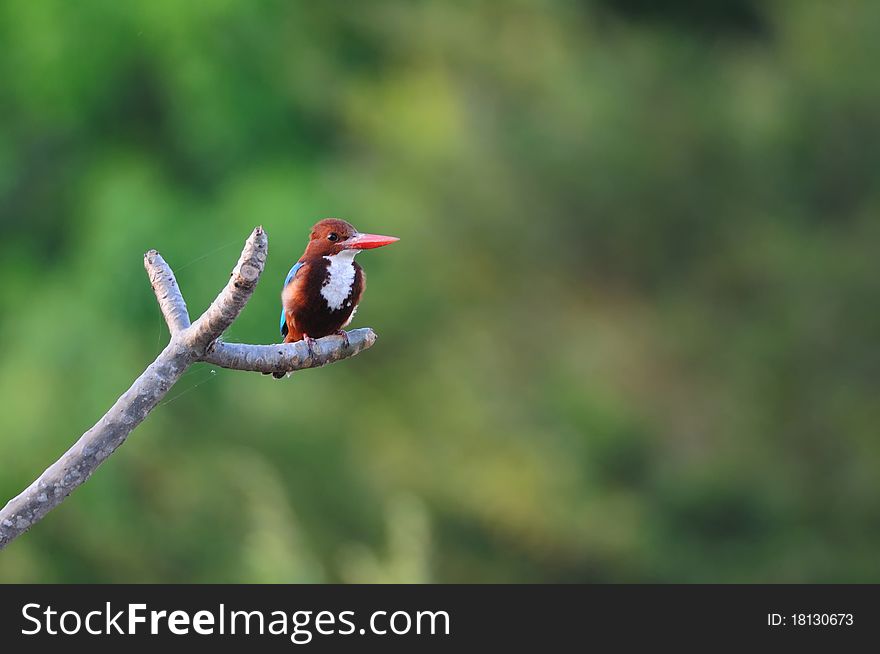 White Throated Kingfisher perching on a branch of tree