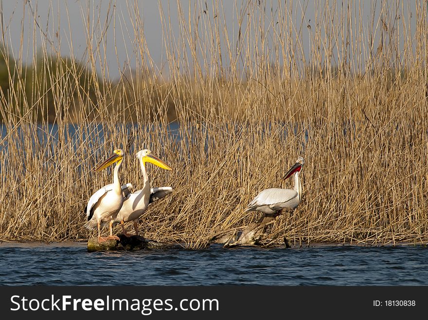 White Pelicans in Danube Delta in Summer