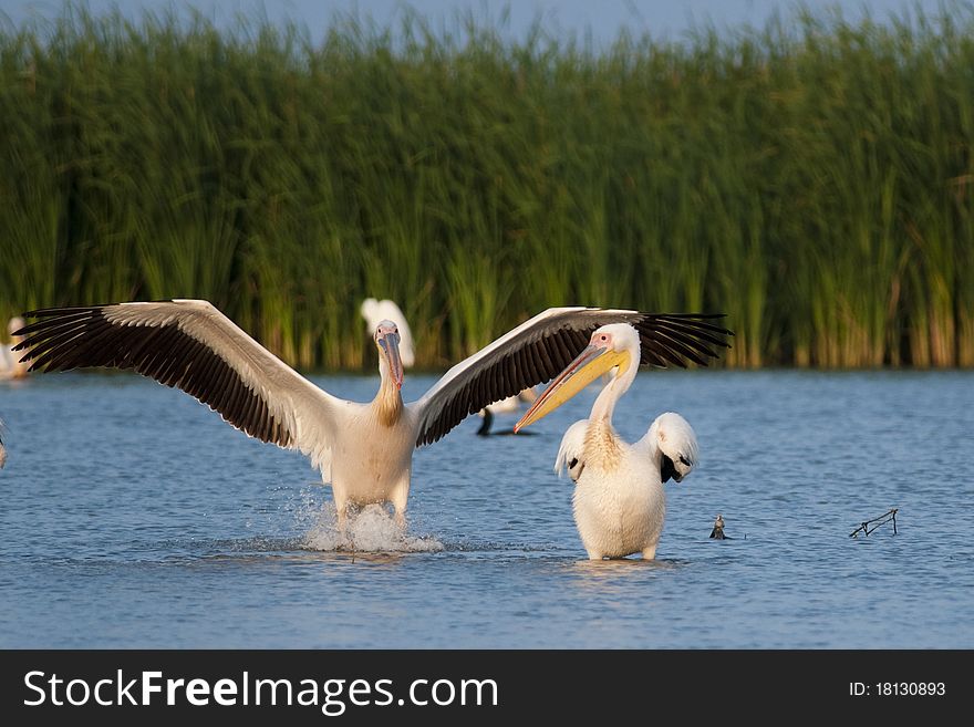 Great White Pelicans in Danube Delta on water