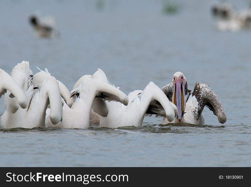 Great White Pelicans