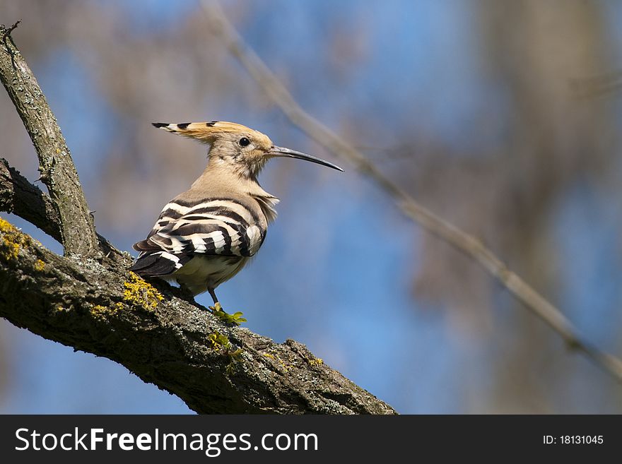 Hoopoe on a tree in spring