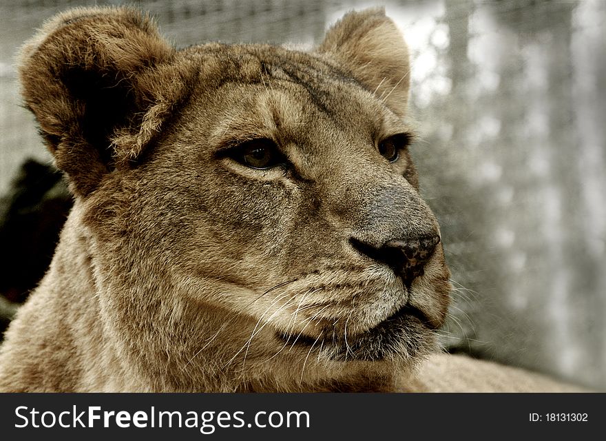 Lion resting after eating fresh meat