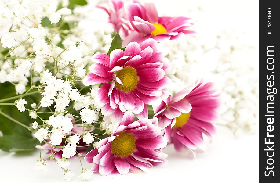 Bouquet chrysanthemums flowers closeup on white background. Bouquet chrysanthemums flowers closeup on white background