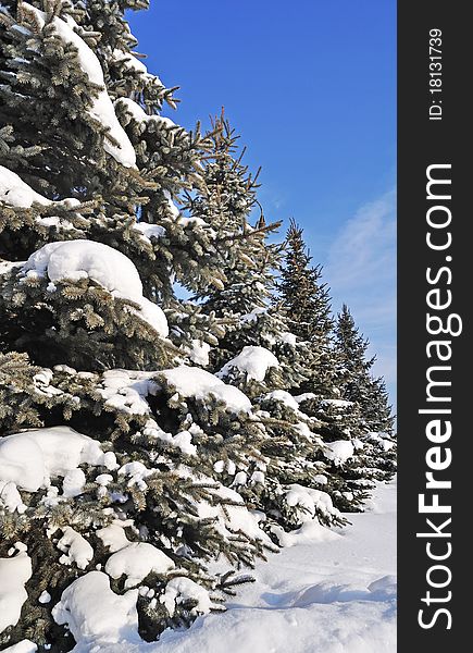 Fir trees with snow, arranged in a row. Fir trees with snow, arranged in a row