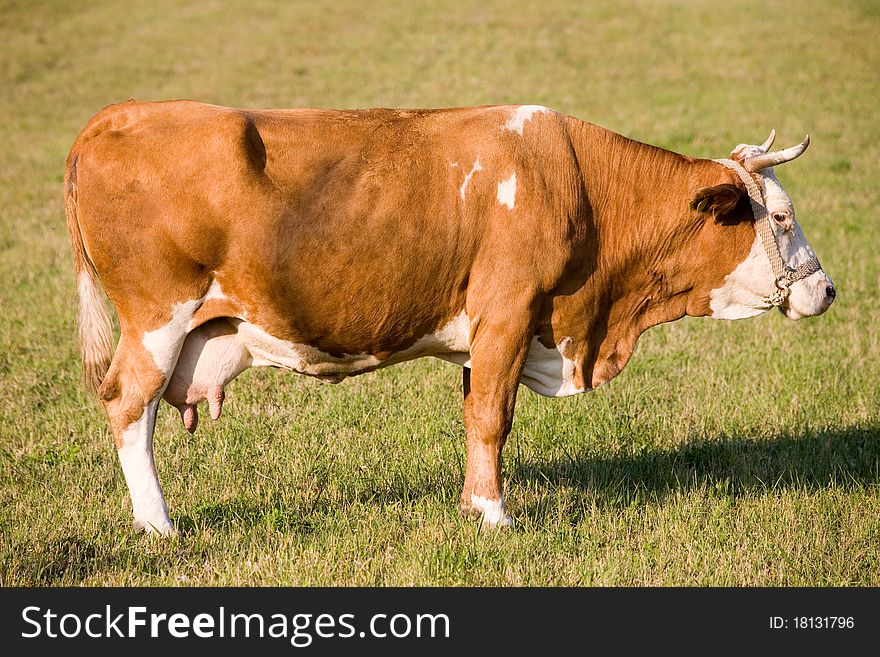 Large and healthy cow on field.