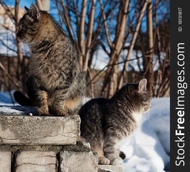 Two gray cats looking in opposite directions