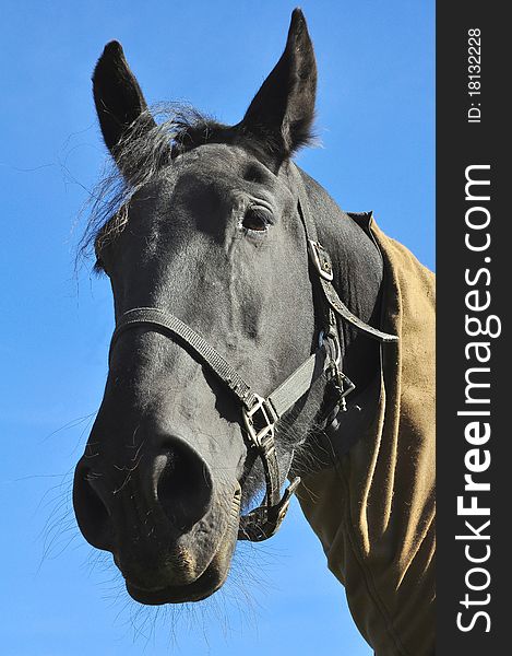 Close up on a black horse harnessed