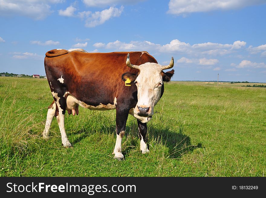 A cow on a summer pasture in a rural landscape