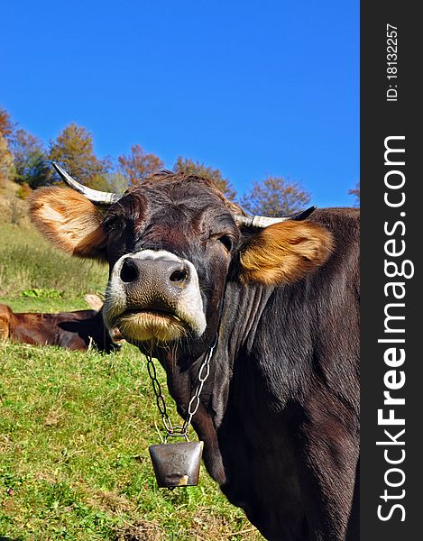 A cow on a summer pasture in a rural landscape