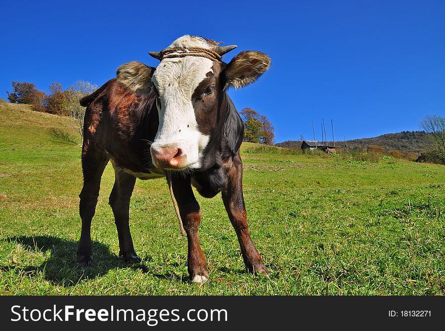 A calf on a summer pasture in a rural landscape. A calf on a summer pasture in a rural landscape