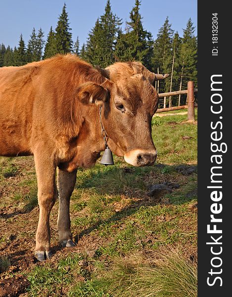 A cow on a summer pasture in a rural landscape