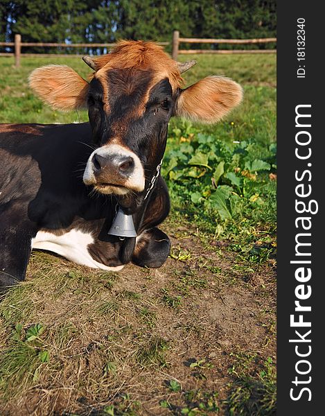 Cow on a summer pasture