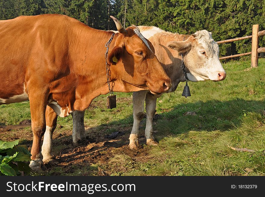 A cows on a summer pasture in a rural landscape