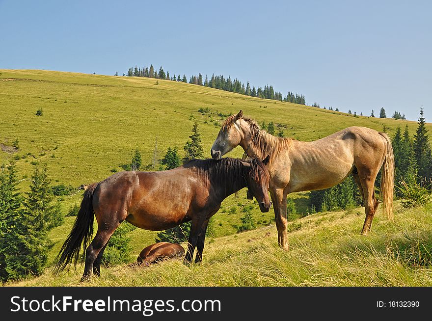 Horses on a hillside in a summer landscape under the dark blue sky. Horses on a hillside in a summer landscape under the dark blue sky