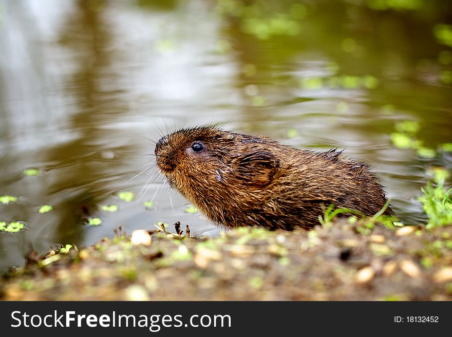 A small water vole on a river bank coming out of the water. A small water vole on a river bank coming out of the water